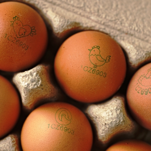 vejce z volného výběhu 1CZ
