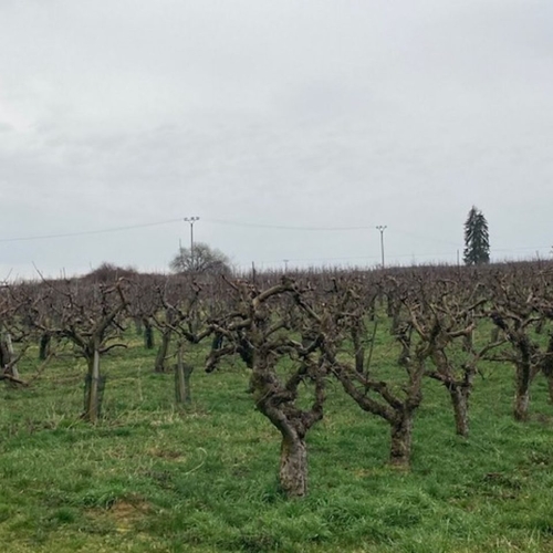 Rodinná ovocnářská farma Frydrych