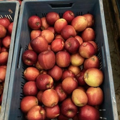 Rodinná ovocnářská farma Frydrych